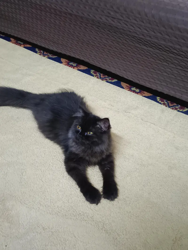 Persian Cat For Sale — photo 3