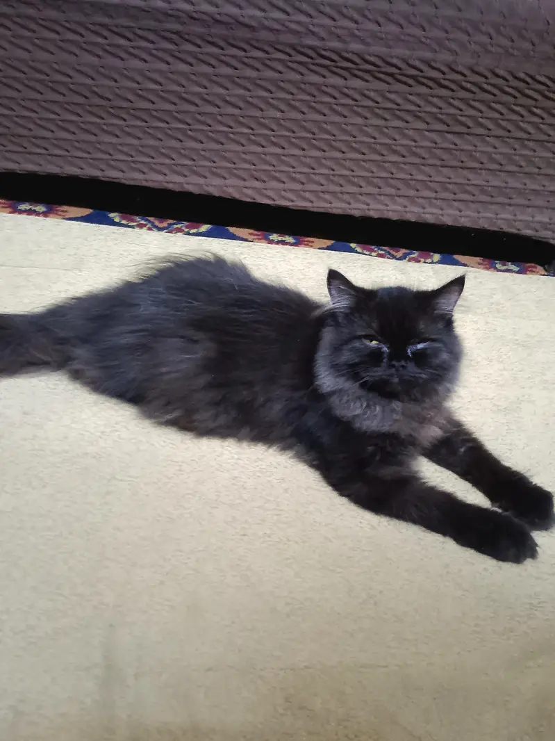 Persian Cat For Sale — photo 4