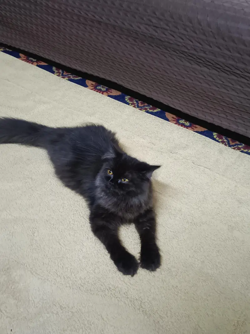 Persian Cat For Sale — photo 5