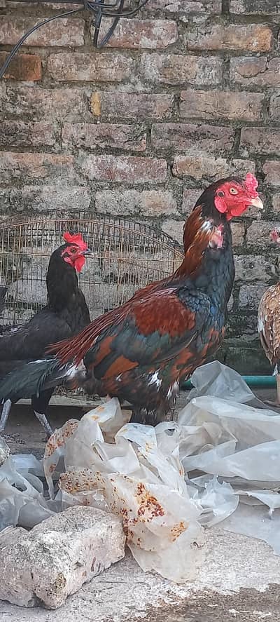 Breeder murga hain breed k liya mufeed hain just wohi log rabta kry