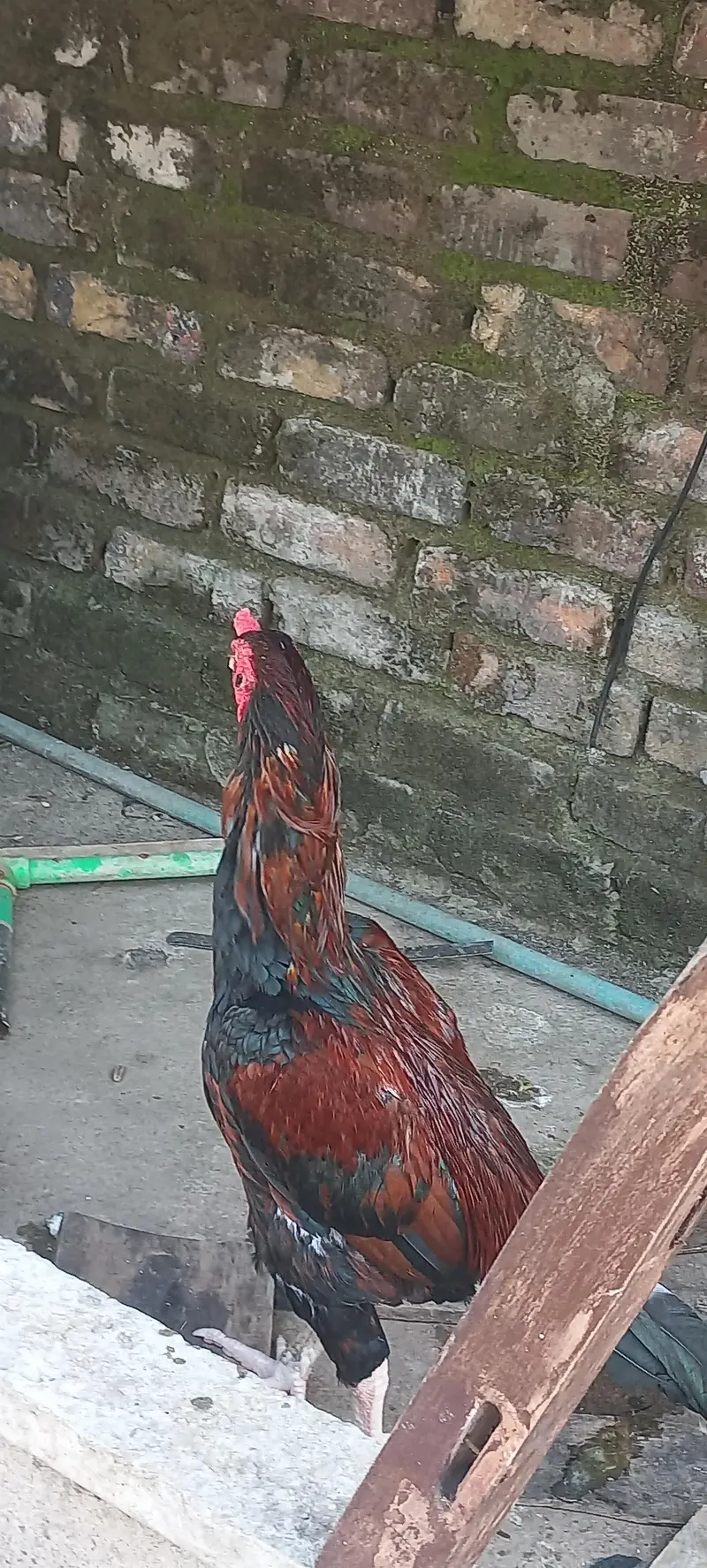 Breeder murga hain breed k liya mufeed hain just wohi log rabta kry — photo 2