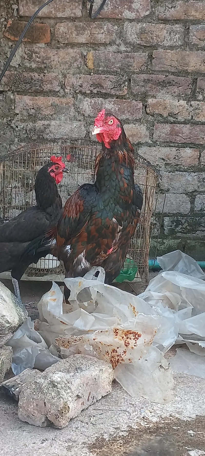 Breeder murga hain breed k liya mufeed hain just wohi log rabta kry — photo 3