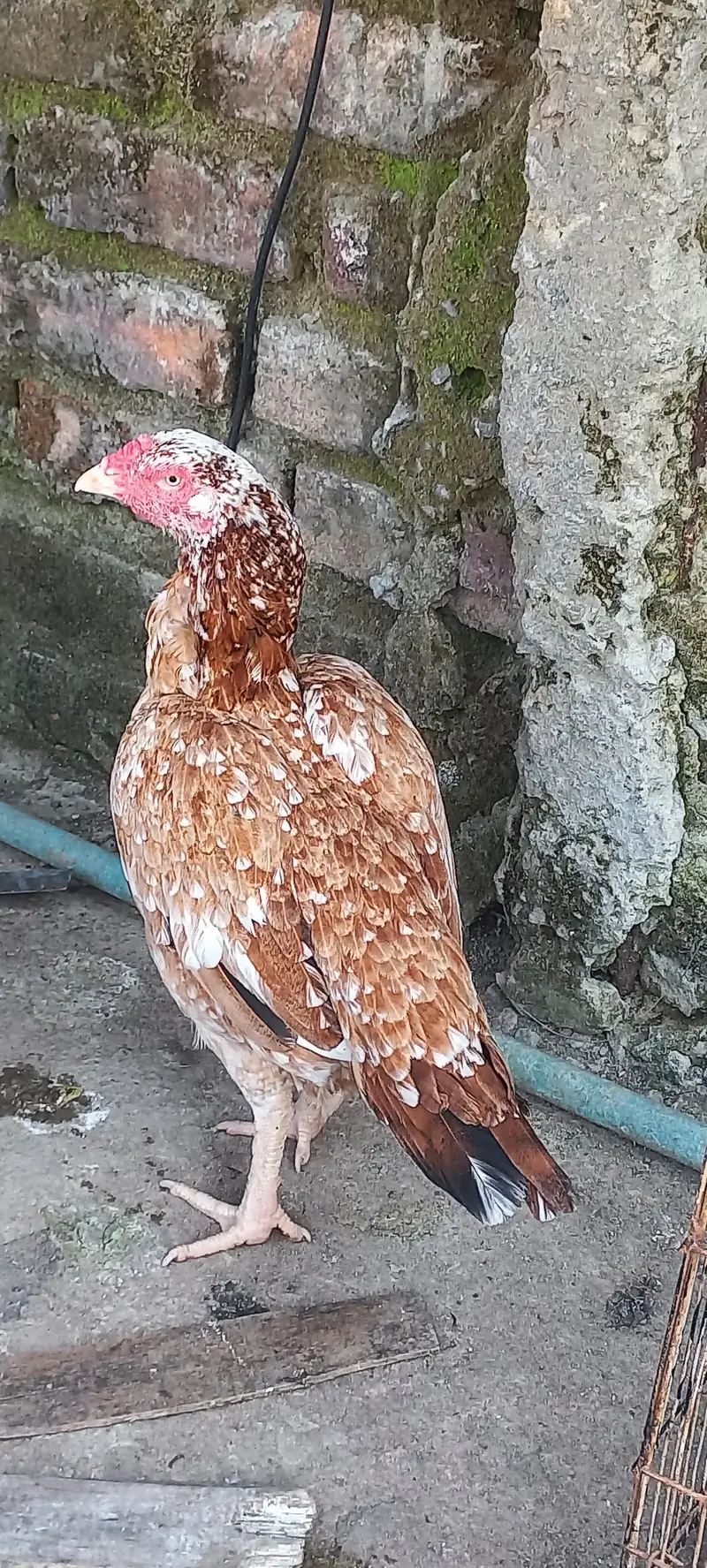 Breeder murga hain breed k liya mufeed hain just wohi log rabta kry — photo 4
