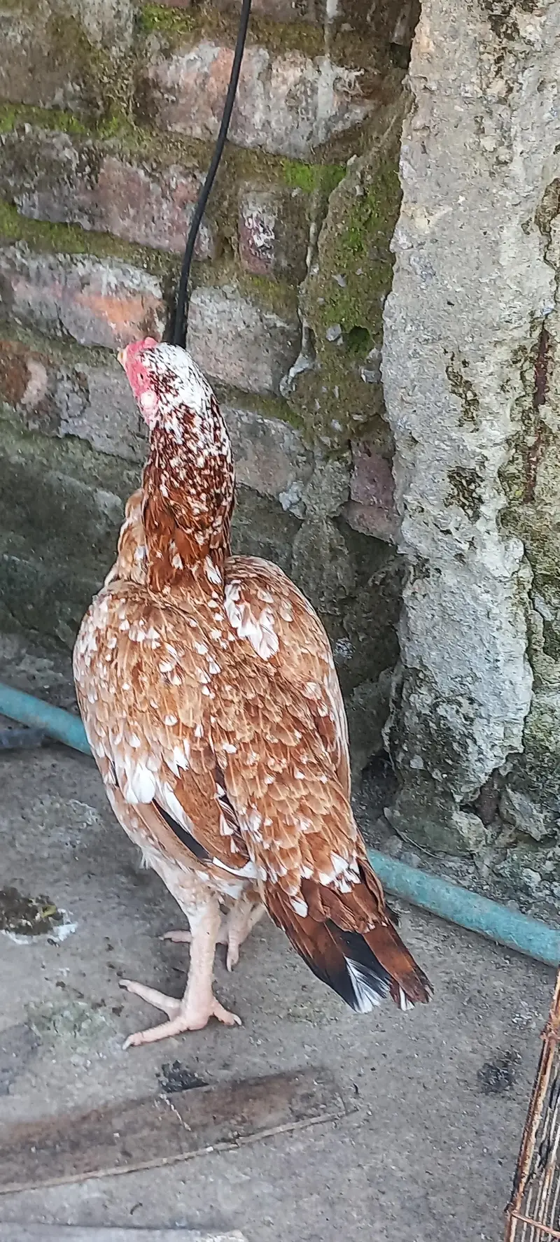 Breeder murga hain breed k liya mufeed hain just wohi log rabta kry — photo 5