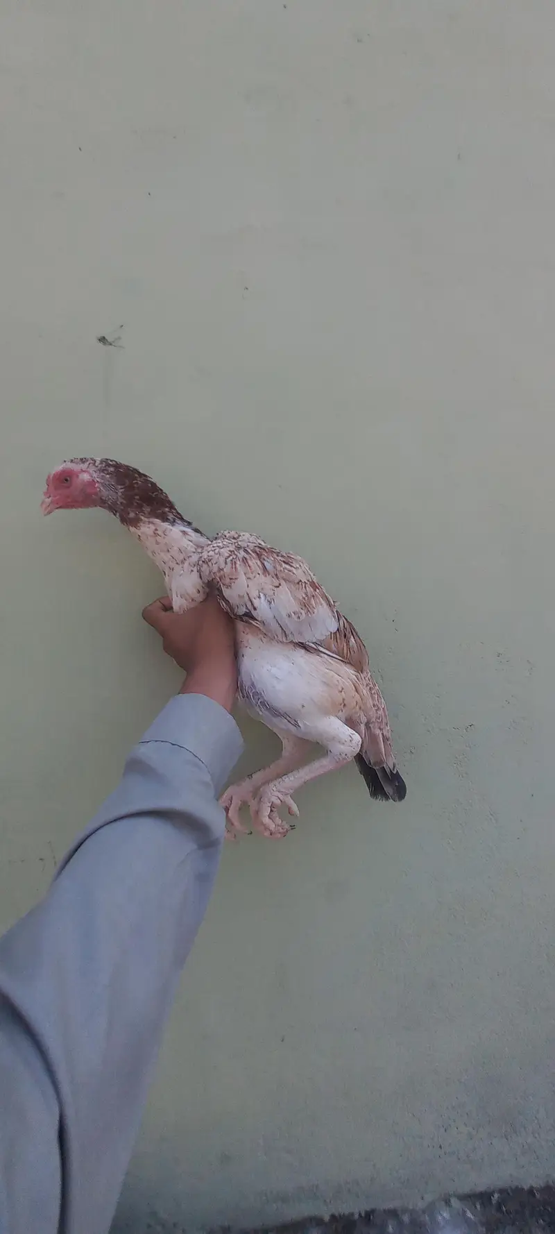 Breeder murga hain breed k liya mufeed hain just wohi log rabta kry — photo 6