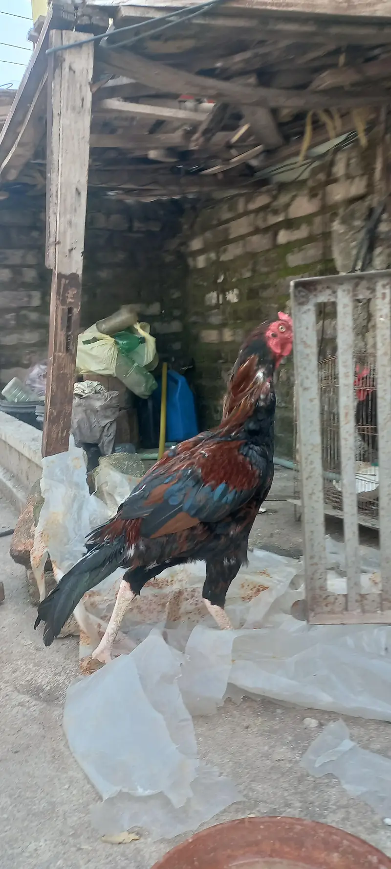 Breeder murga hain breed k liya mufeed hain just wohi log rabta kry — photo 7
