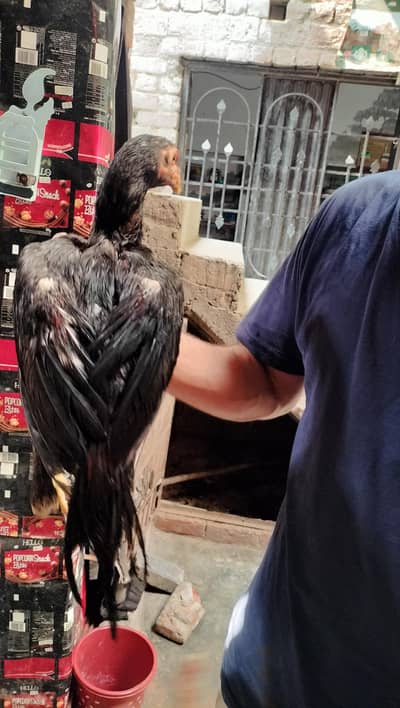 pure Pakistani Old blood Line high quality phata for sale
