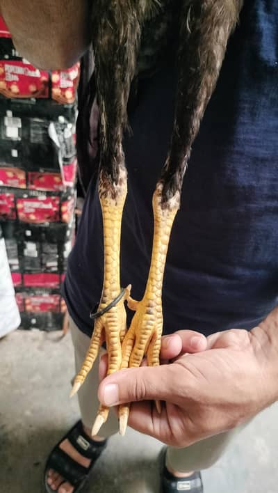 pure Pakistani Old blood Line high quality phata for sale