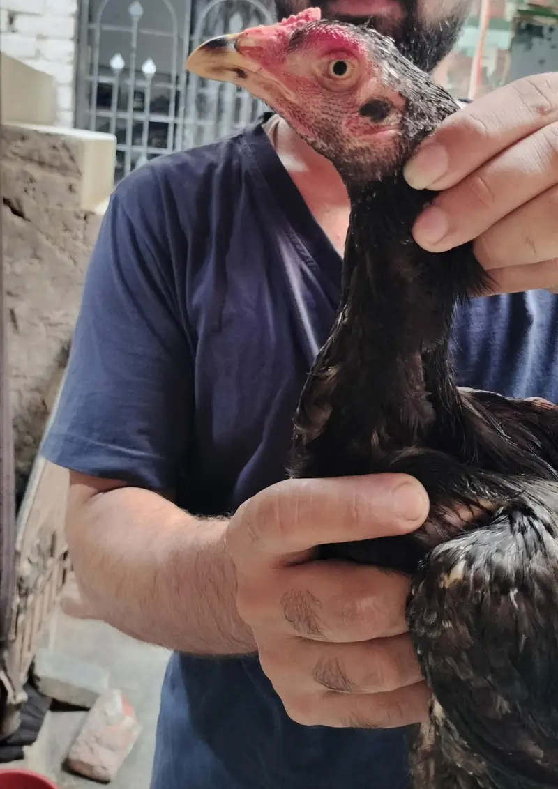 pure Pakistani Old blood Line high quality phata for sale — photo 3