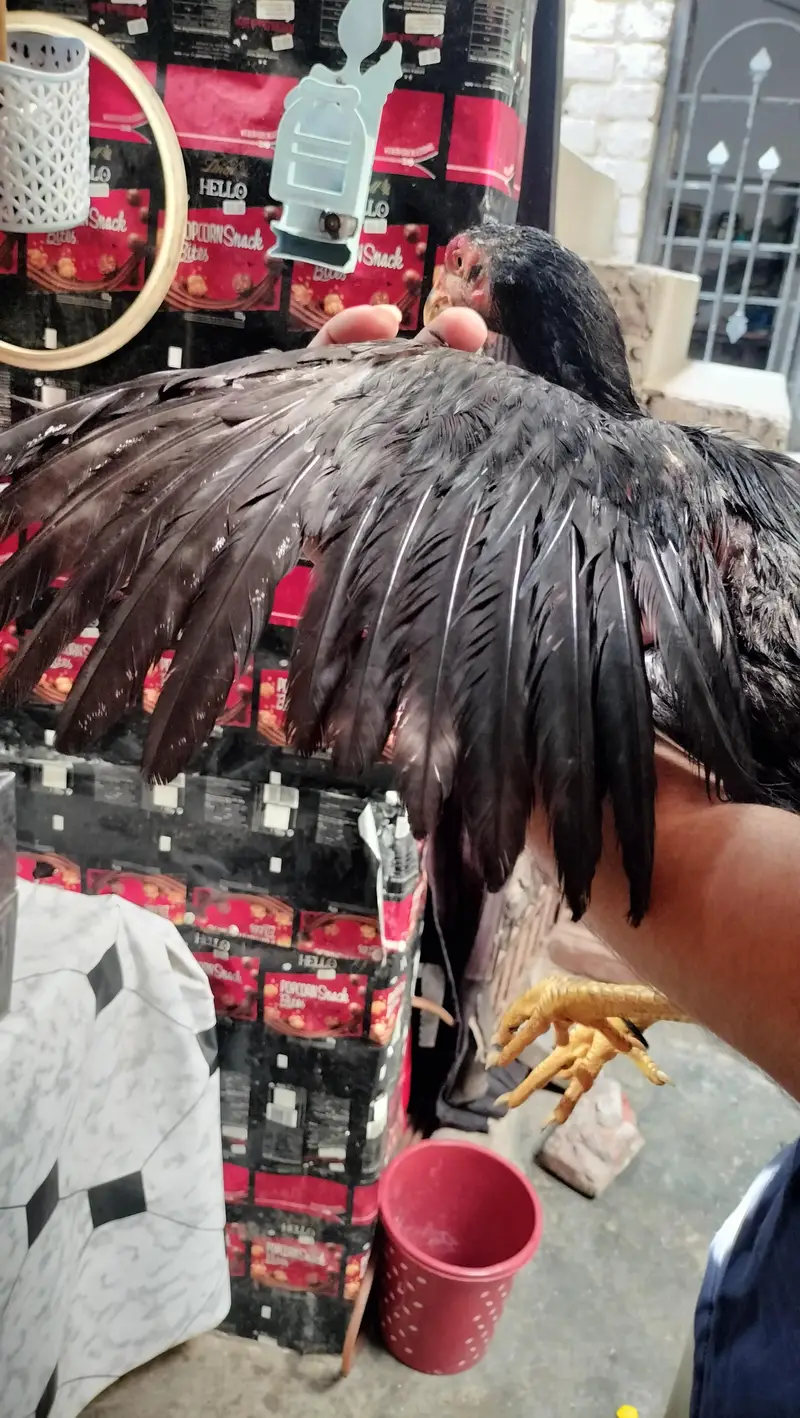 pure Pakistani Old blood Line high quality phata for sale — photo 4