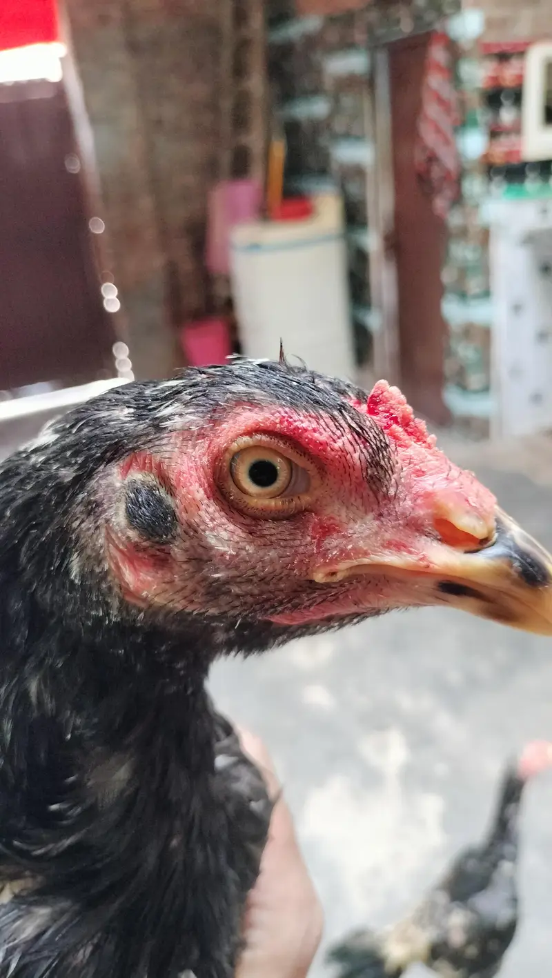 pure Pakistani Old blood Line high quality phata for sale — photo 5