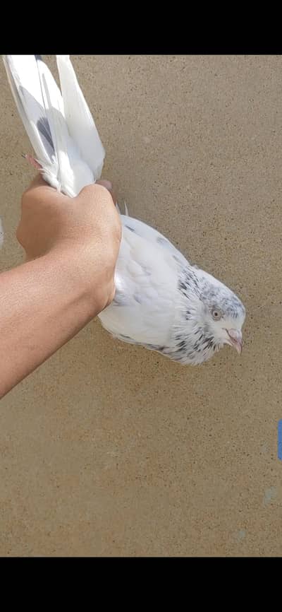 Kabli male for sale.