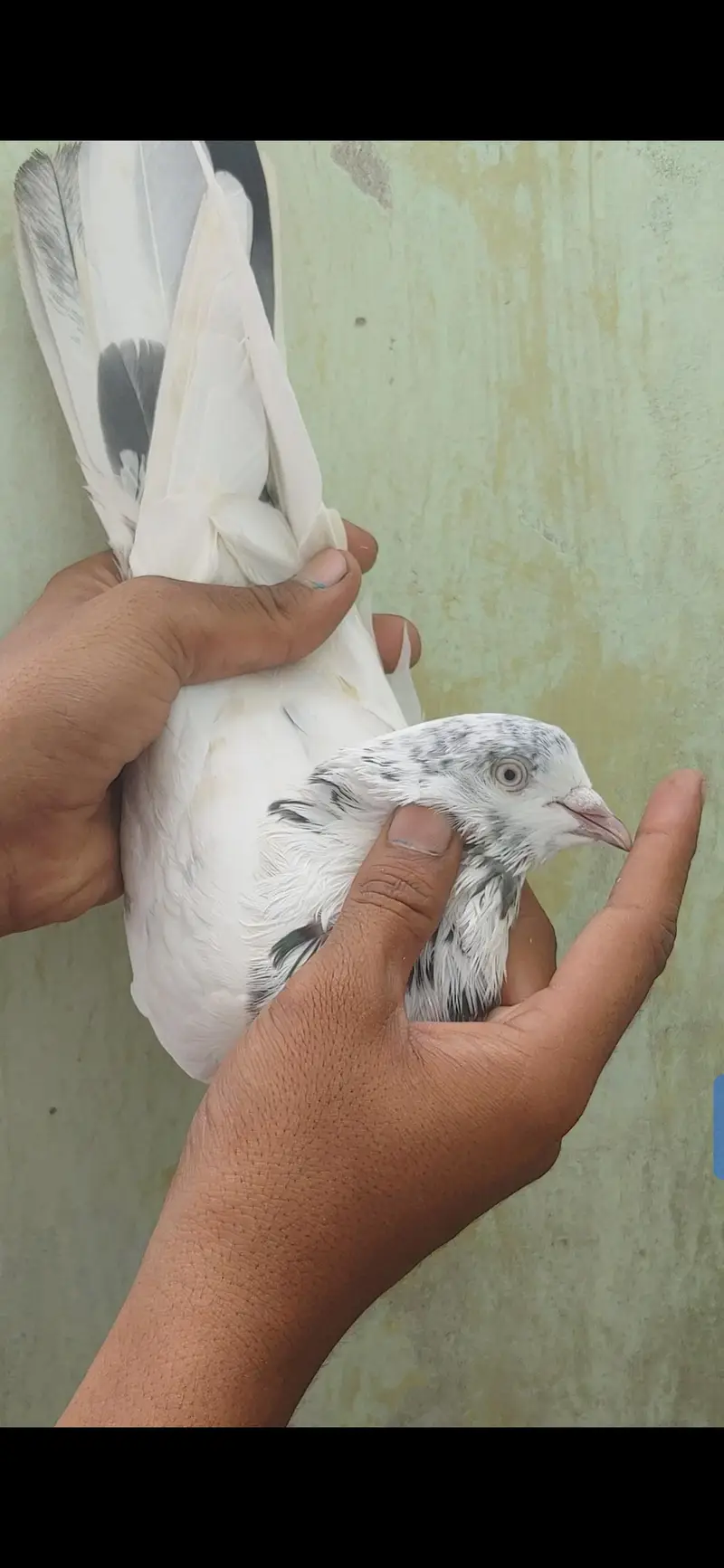 Kabli male for sale. — photo 2