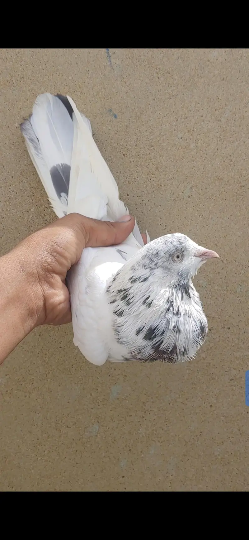 Kabli male for sale. — photo 3