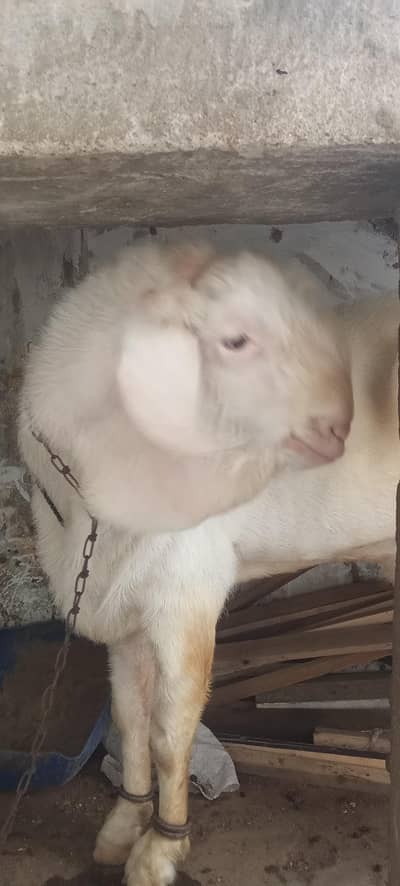 rajanpuri male and teddy female no 03131255196 or price final he