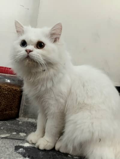 Pair Persian Cats