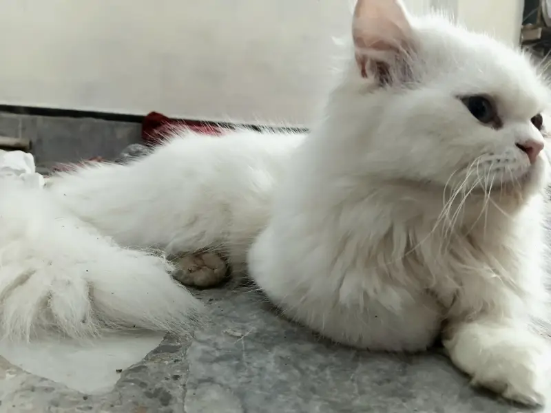 Pair Persian Cats — photo 2