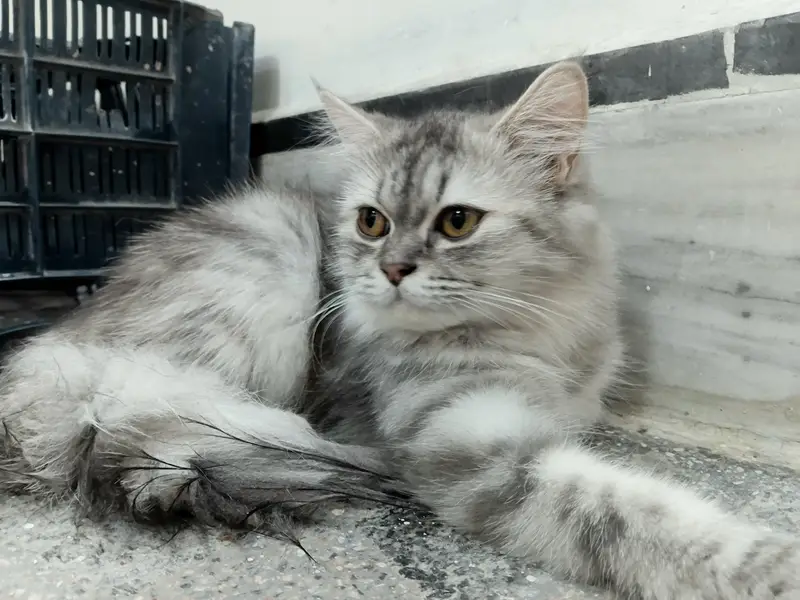 Pair Persian Cats — photo 3