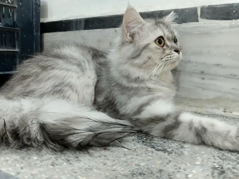 Pair Persian Cats — photo 4