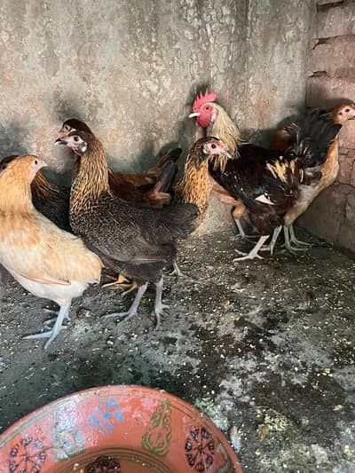stater pathi 850 garam or 2 ando wali murghiya available