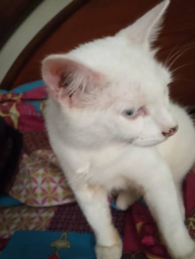 Mixed persian kitten for free