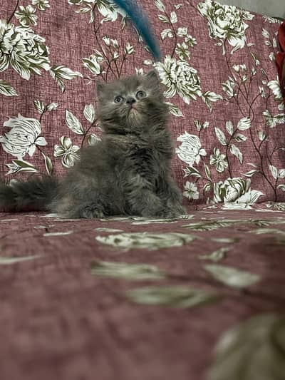 Pure Persian kitten Available