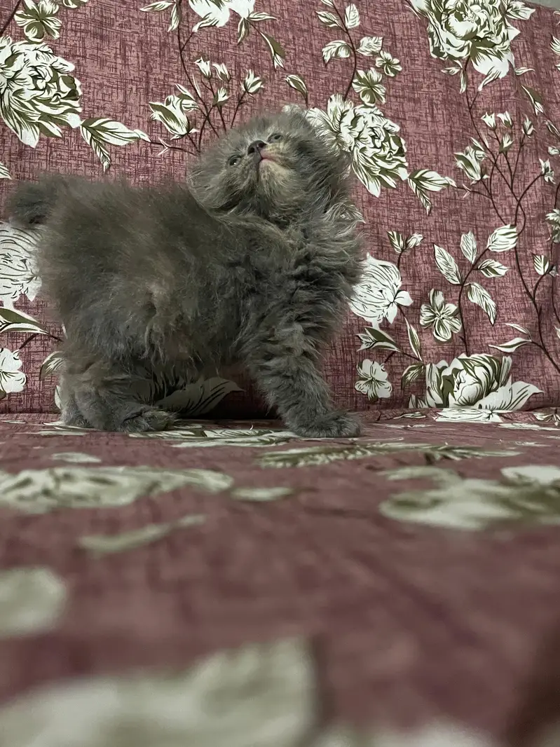 Pure Persian kitten Available — photo 2