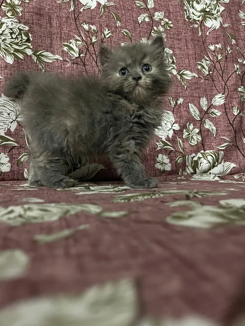 Pure Persian kitten Available — photo 3