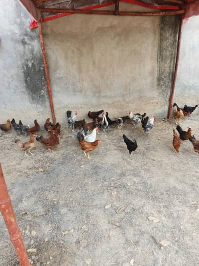 dasi hen male female