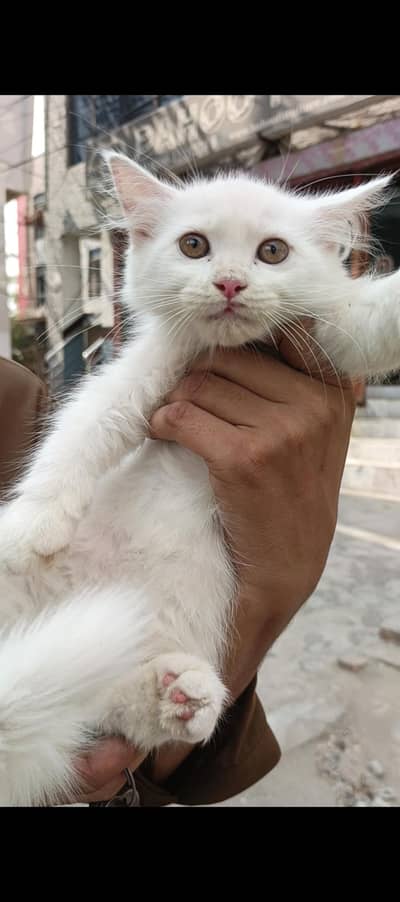 Persian Punch White & Smoke Gray Cat Baby Pair For Sale 0305.4364606