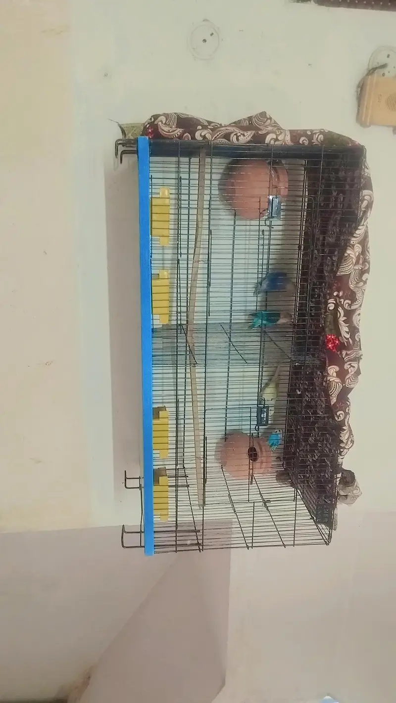 sub kuch ha 8k me 2 piar breend new cage two door — photo 5
