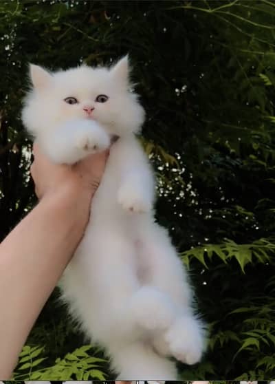 WhatsApp 03228399628 play full kitten litter trained triple coated