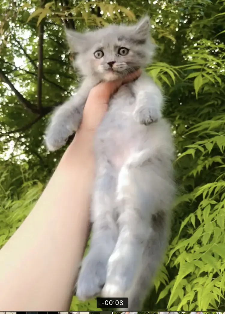 WhatsApp 03228399628 play full kitten litter trained triple coated — photo 2