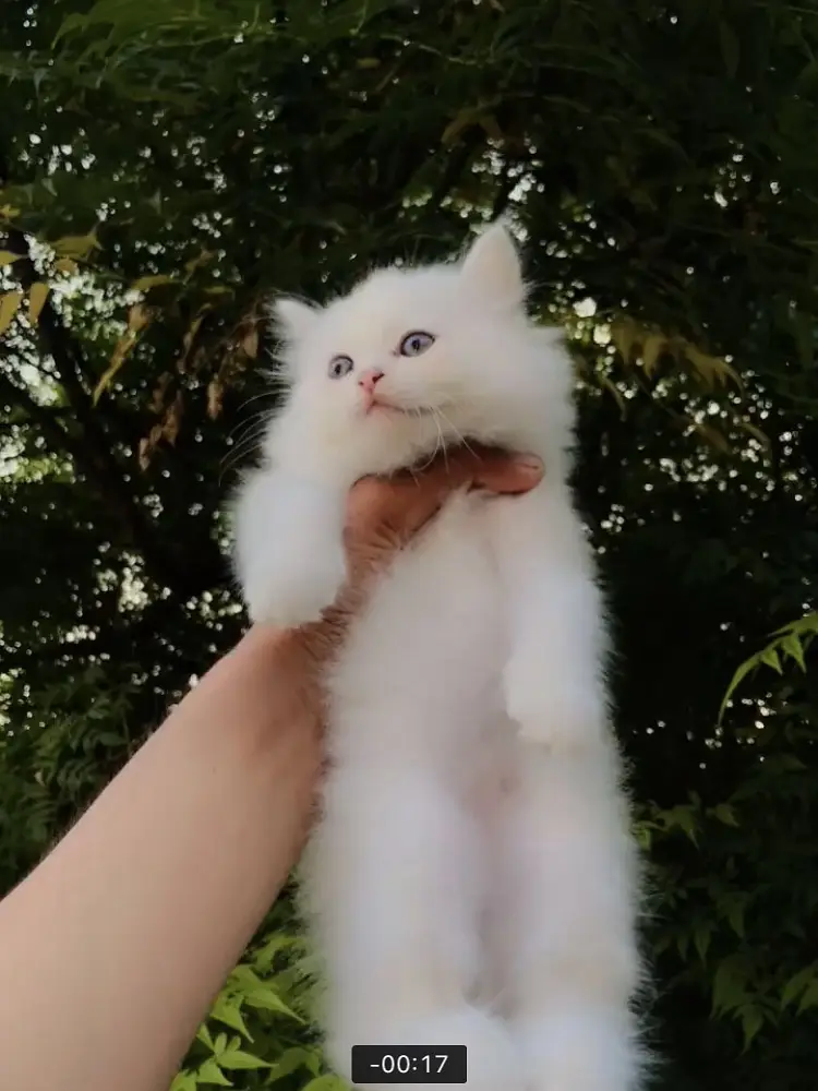 WhatsApp 03228399628 play full kitten litter trained triple coated — photo 3