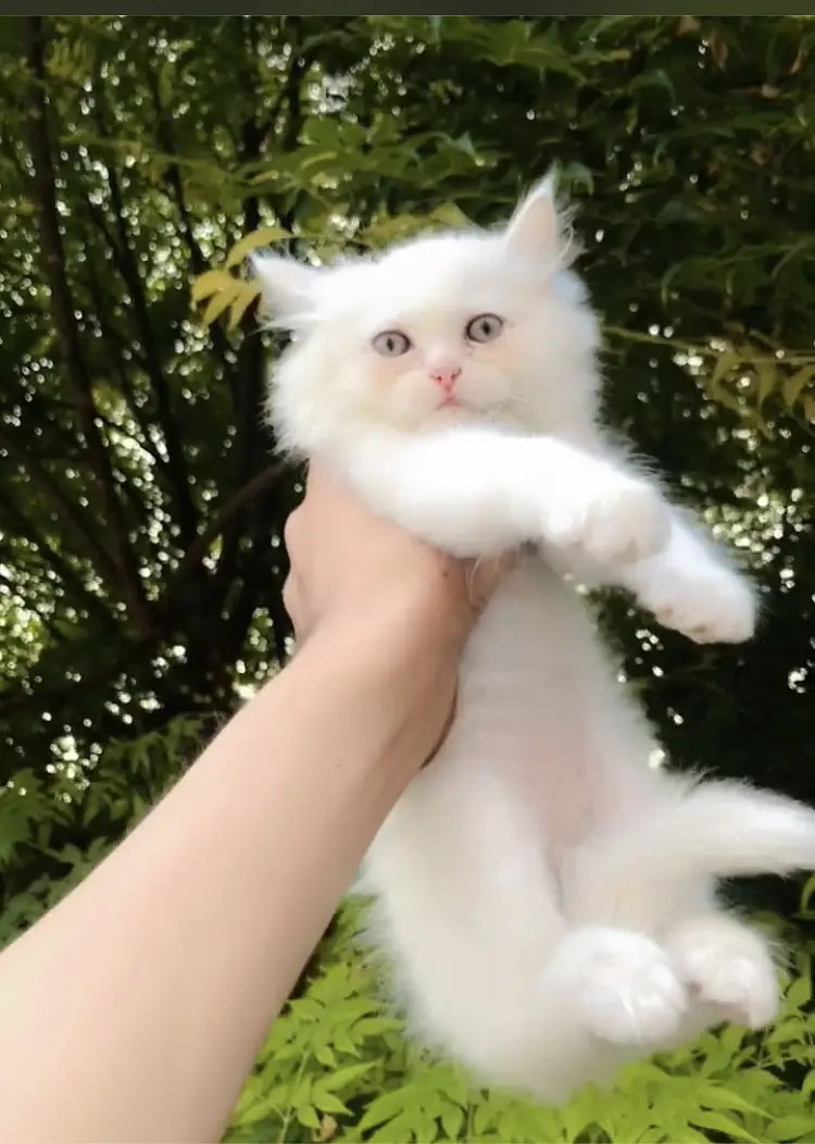 WhatsApp 03228399628 play full kitten litter trained triple coated — photo 4