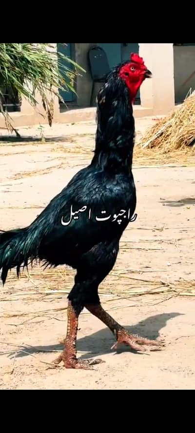 black nwab Asee lold blood line