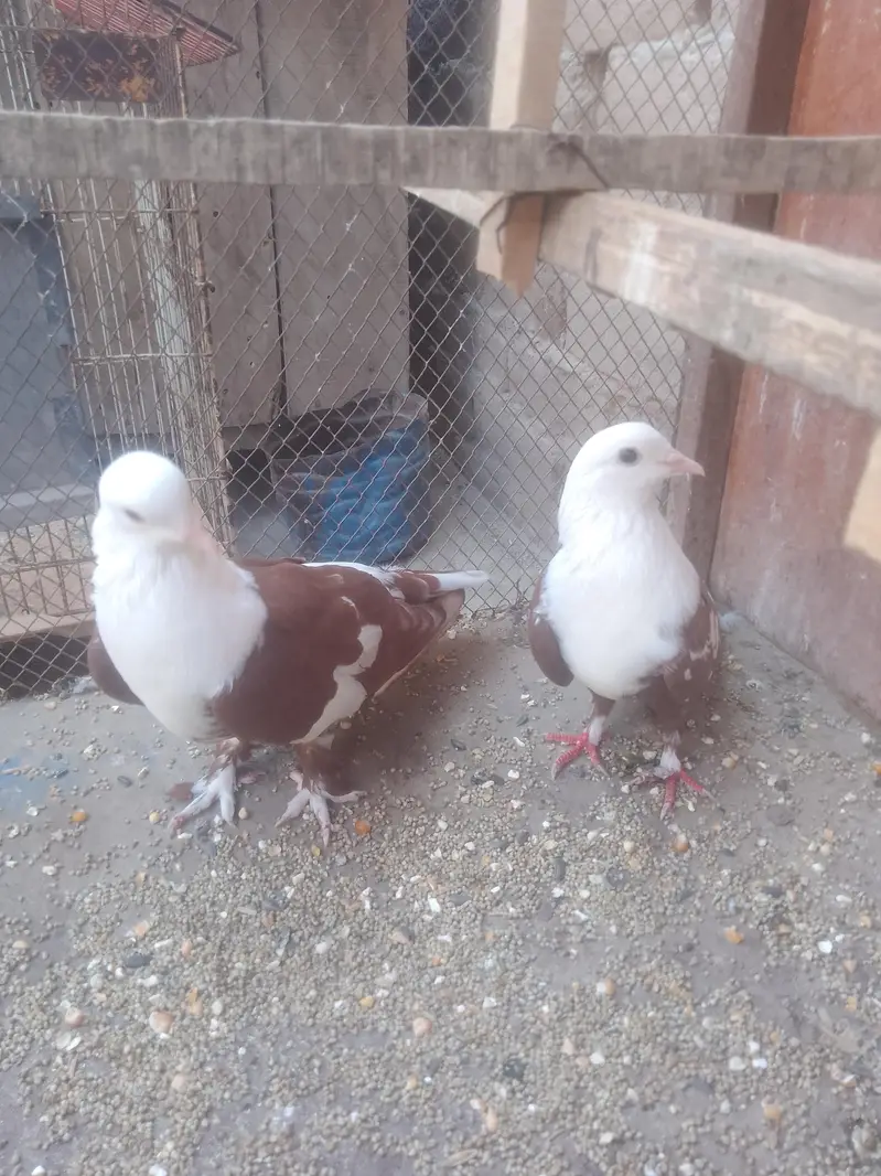 Chamby karblai Khairy breedar pair — photo 5