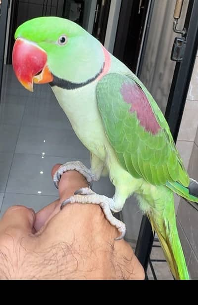 Hand Tame  parrot