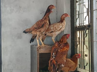1 murgha 3 murghi