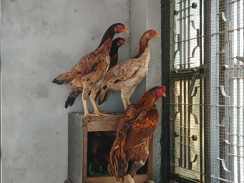 1 murgha 3 murghi — photo 2