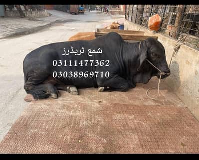 Cow Mat available in all Pakistan