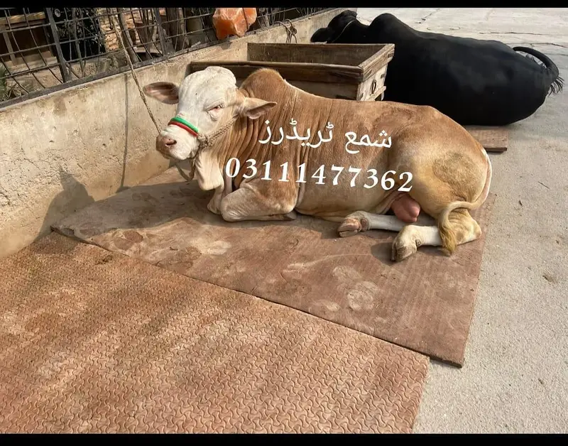Cow Mat available in all Pakistan — photo 10