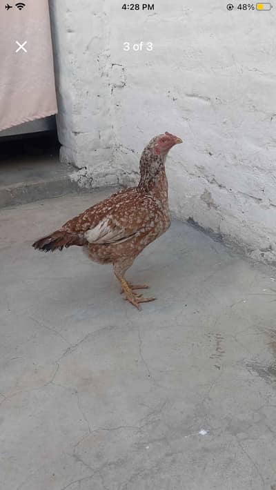 Aseel murgi for sale