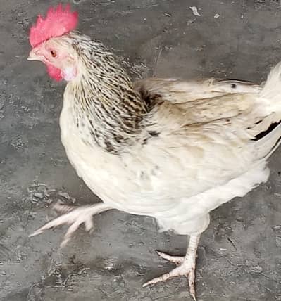 Hens for laying eggs for sale.