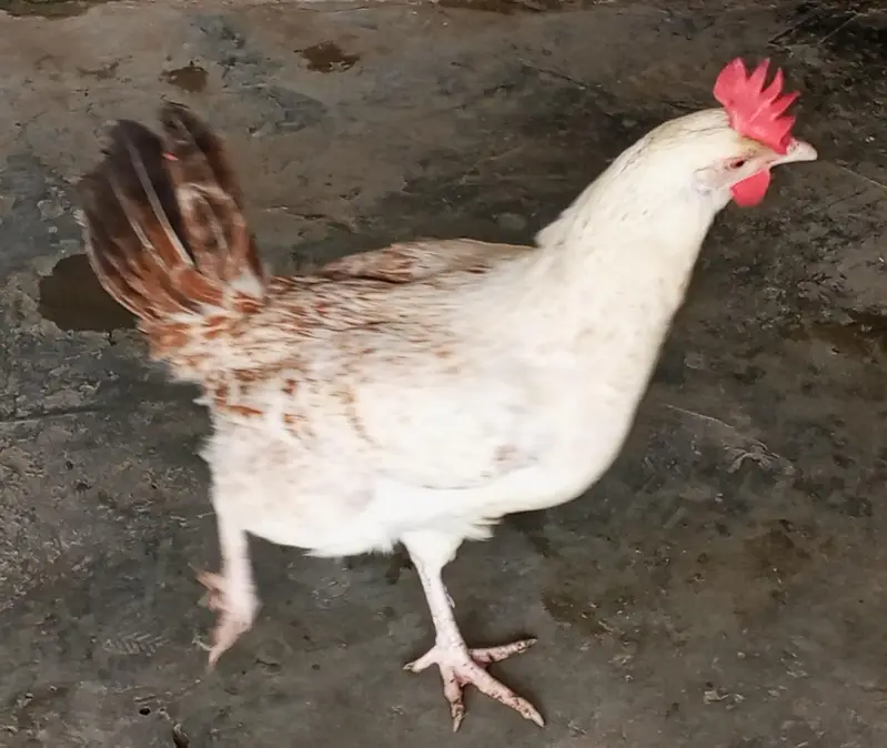 Hens for laying eggs for sale. — photo 2