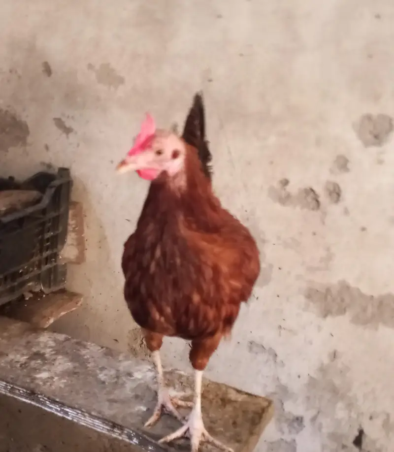 Hens for laying eggs for sale. — photo 3