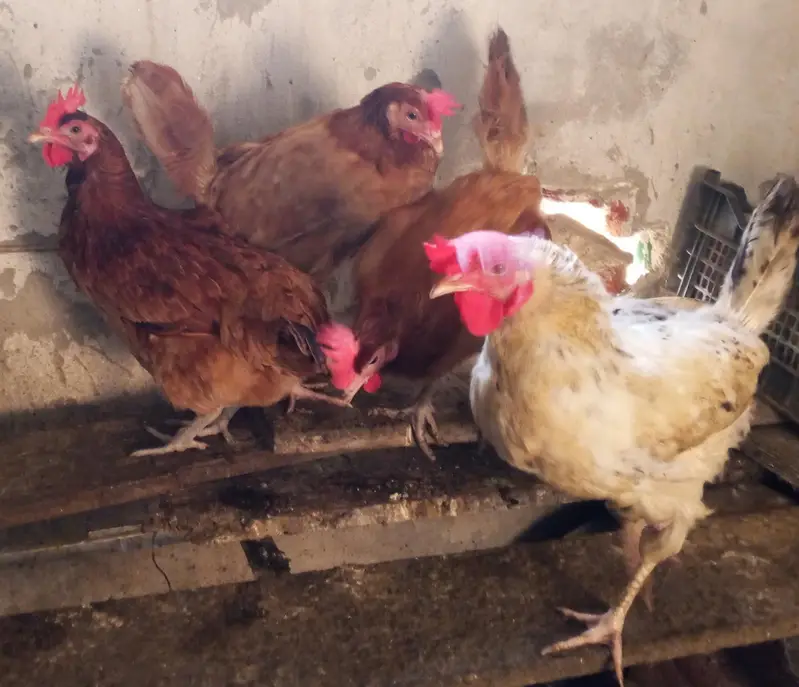 Hens for laying eggs for sale. — photo 4