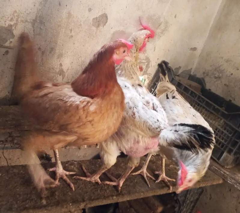 Hens for laying eggs for sale. — photo 5
