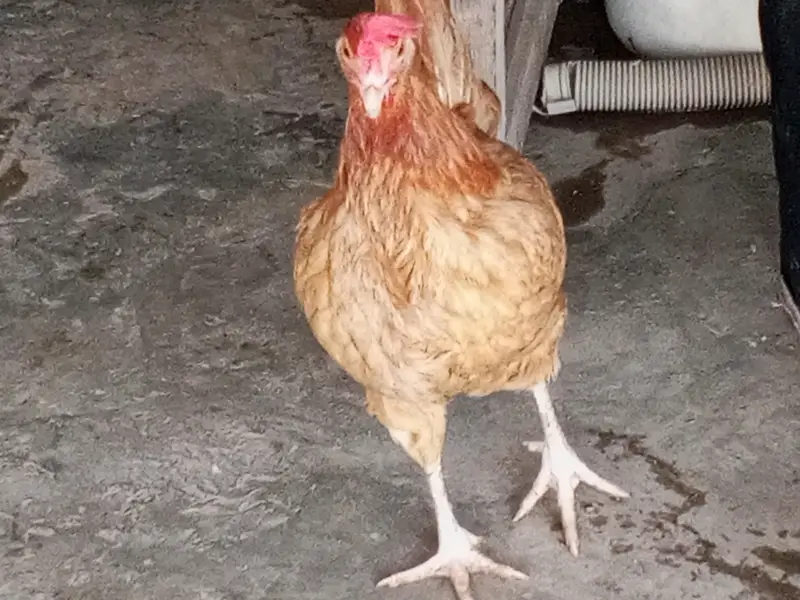 Hens for laying eggs for sale. — photo 6