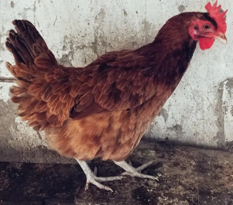 Hens for laying eggs for sale. — photo 7